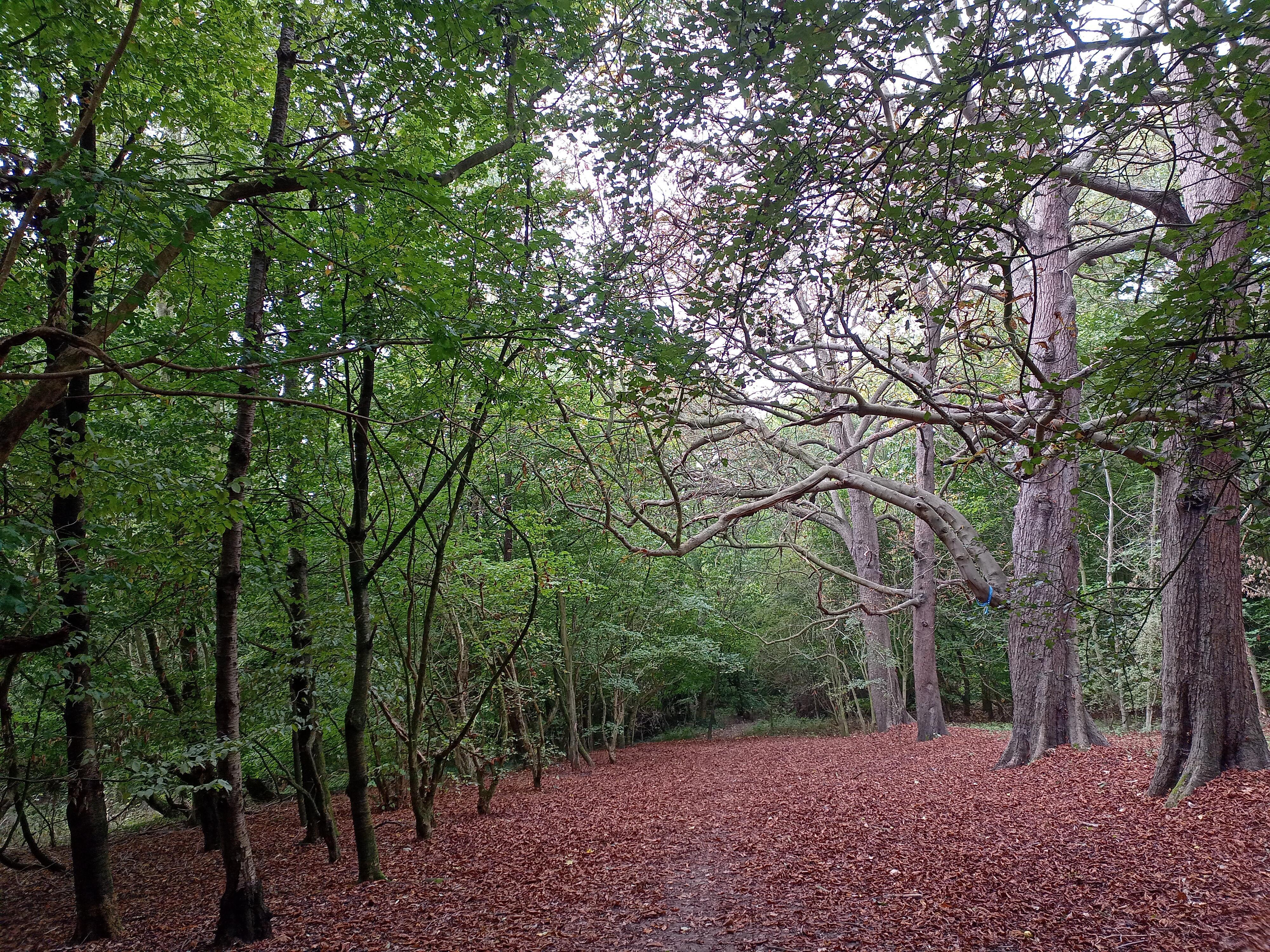Image for Walk in Ruislip Woods Nature reserve