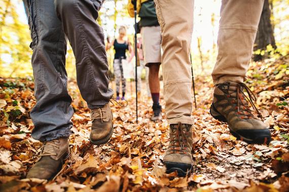 Image representing Wildlife Walk in the Woods