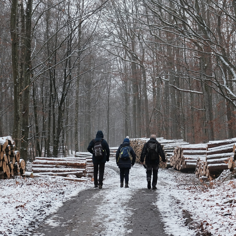 Image for Winter Woodland Walk