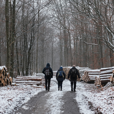 Image representing Winter Woodland Walk