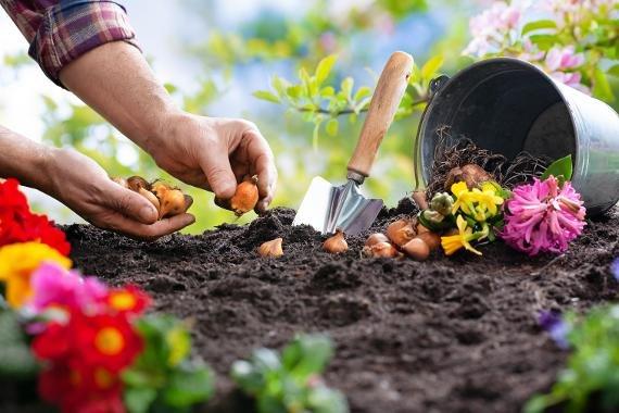 Image representing Sow and Grow Gardening Club