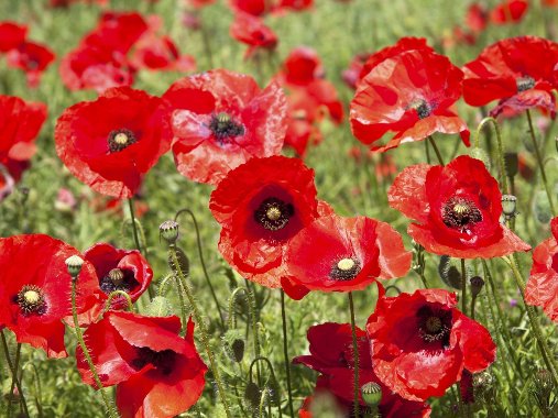 Remembrance day ceremony uk