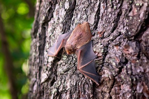 Image representing Bat Walk: Manor Farm House