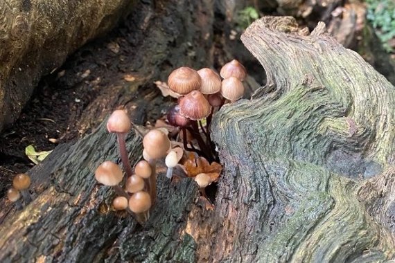 Image representing Mushroom Garden Volunteer Day