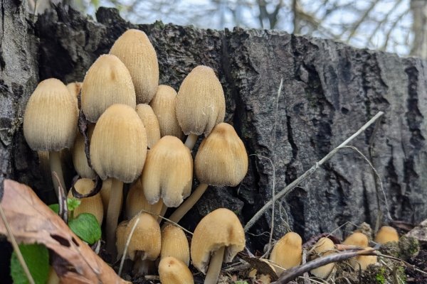 Image for Gutteridge Wood Fungi Walk 