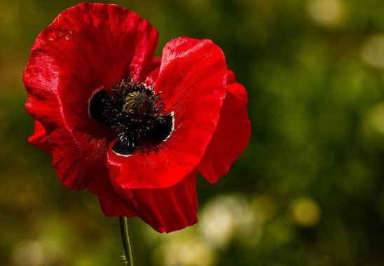 Image representing Remembrance Sunday