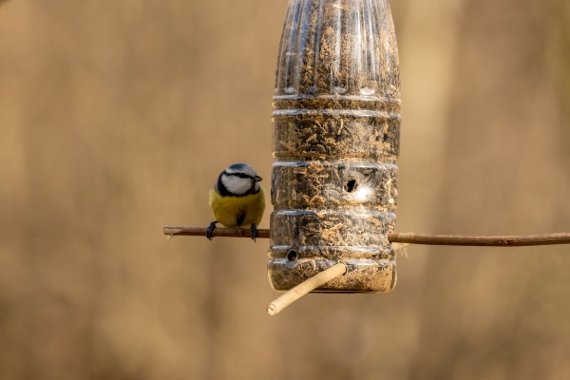 Image representing Create Your Own Birdfeeder