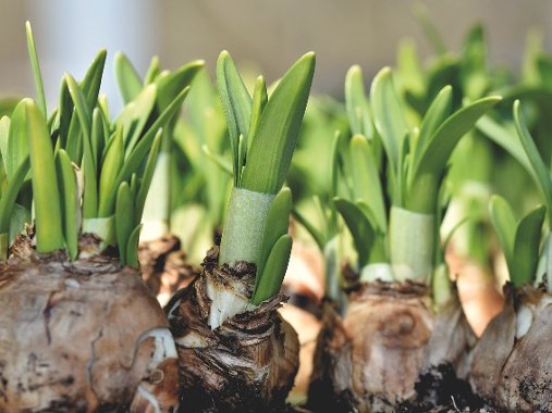 Image representing Sow and Grow Kids: Spring Bulbs