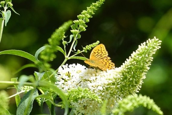 Image representing Butterfly Walk: Cranford Park