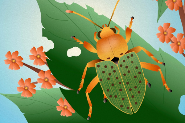 Image for Brilliant Bugs Storytime